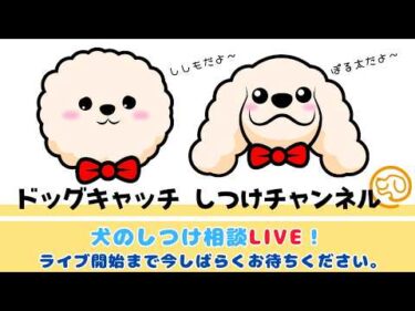 【本日 17時～】犬のしつけ相談ライブ☆ゲリラライブ