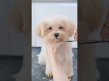 初めてのトリミングどんどん眠くなってきて・・・