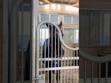 出勤前のヒシイグアス #競馬 #horse #中山競馬場