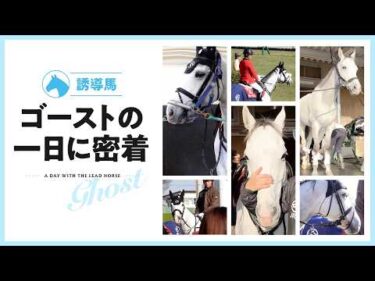 愛称は『おばけくん』 誘導馬ゴーストの一日に密着