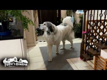 一刻も早く散歩へ行きたくてピーピー泣いてしまうベルです　Great Pyrenees　グレートピレニーズ