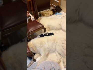 Alain Lily #greatpyrenees #todaysrunrun #グレートピレニーズ #今日のルンルン