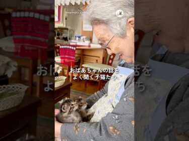 おばあちゃんの話しをよく聞く子猫たち｜PECO