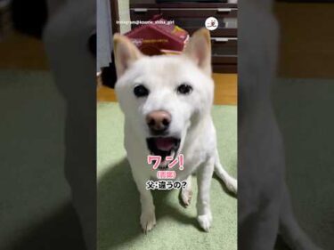 小梅ちゃんの判断｜PECO