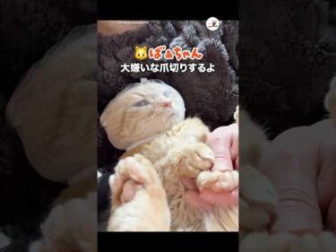 ばぁちゃん🐱が大嫌いな爪切り｜PECO