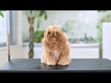 ３ヶ月伸ばしてきた髪をバッサリカットで大変身します！（チワプーのトリミング）