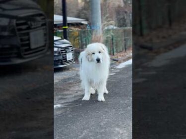 Alain アラン #greatpyrenees #todaysrunrun #グレートピレニーズ #今日のルンルン