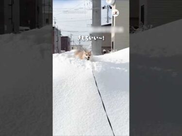 雪山好きすぎる｜PECO