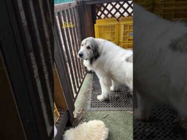 Belle ベル #greatpyrenees #todaysrunrun #グレートピレニーズ #今日のルンルン