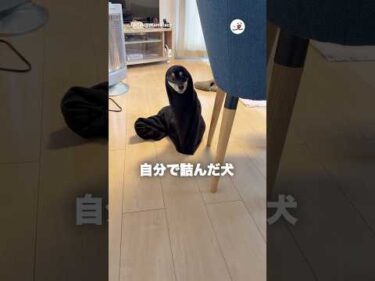 旦那がズボンを脱ぎっぱなしにしてたら…｜PECO