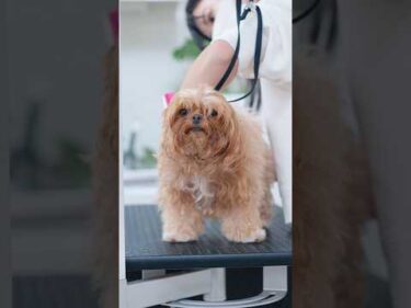 【動画全編は⬆️】たくさん伸ばしてきた毛をバッサリカットしたら・・・