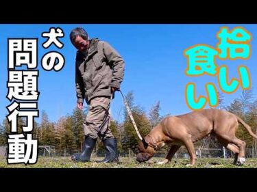 【理想のドッグライフ】散歩中の拾い食い対策と改善