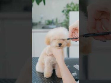 眠すぎて倒れちゃうトイプーの子犬😪