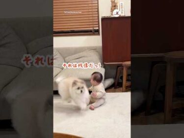 🐕「ついて来れるかな！？」｜PECO