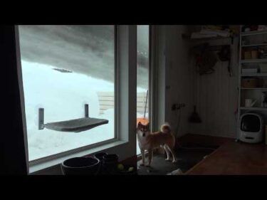 大雪すぎて屋根がとんでもないことになってました。。