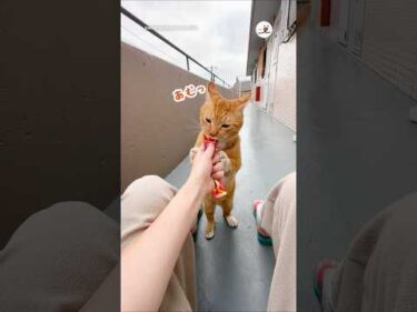 直立うまうま猫｜PECO