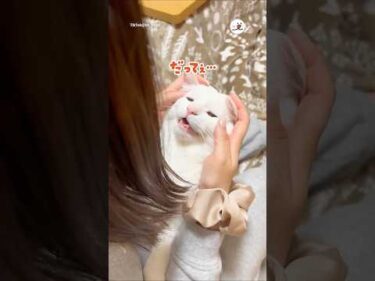 イタズラをして「だってぇ」って言い訳する猫｜PECO