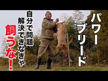 【パワーブリード】噛むとか喧嘩するぐらいで人に相談するスキルでは飼うな！