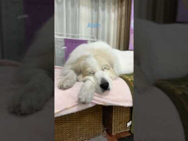 Alain アラン #greatpyrenees #todaysrunrun #グレートピレニーズ #今日のルンルン