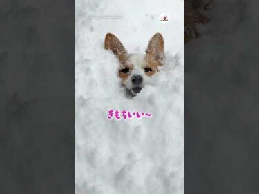 スタックするほど雪が好き｜PECO