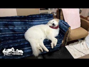 シャンプー後に入念なベルの身元確認を受けたリリーです　Great Pyrenees　グレートピレニーズ