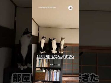 猫たちの反応が…😂｜PECO