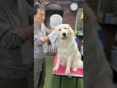 Lily リリー #greatpyrenees #todaysrunrun #グレートピレニーズ #今日のルンルン