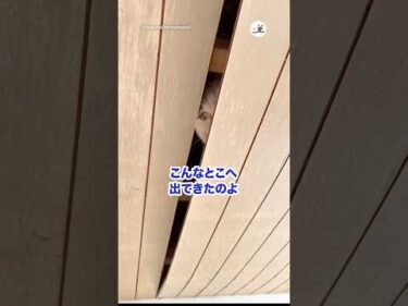 猛獣飼ってんのかと思った…｜PECO
