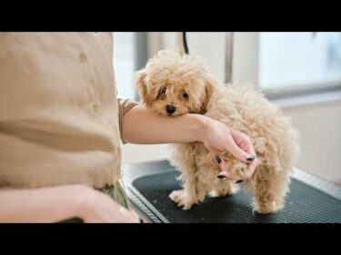 生後４ヶ月小さなマルプー、不安な顔で初めてのトリミングに挑戦！