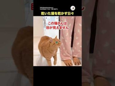 乾いた猫を乾かす日々｜PECO@miichandanya