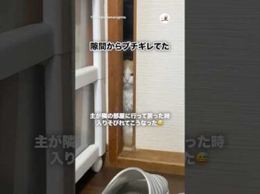 隙間から不満げな猫｜PECO