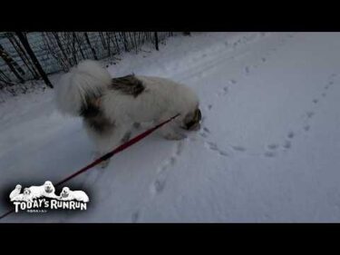 野生動物の足跡が気になって散歩どころではないベルです　Great Pyrenees　グレートピレニーズ