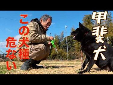 【甲斐犬の真実】間違いだらけの犬種情報