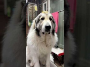 Belle ベル #greatpyrenees #todaysrunrun #グレートピレニーズ #今日のルンルン