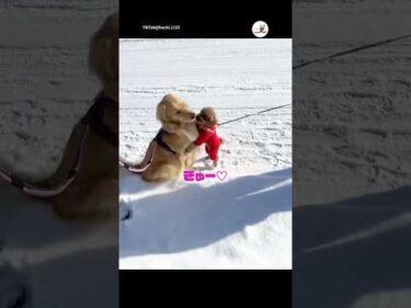 小型犬の友達が来ると優しく待ってくれて☺️｜PECO