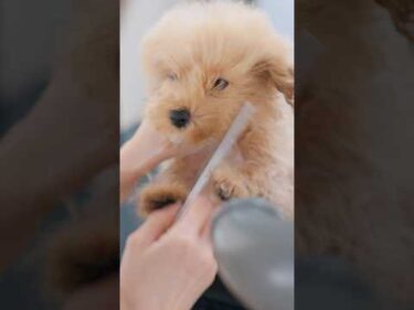 【動画全編は⬆️】マルプーの子犬はじめてのトリミングが可愛すぎる