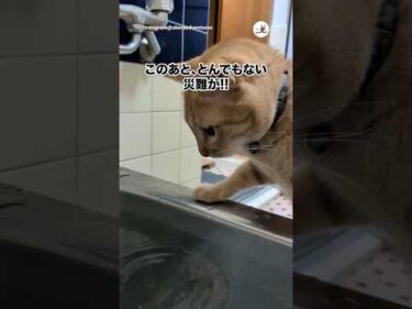 お風呂覗きネコの災難｜PECO