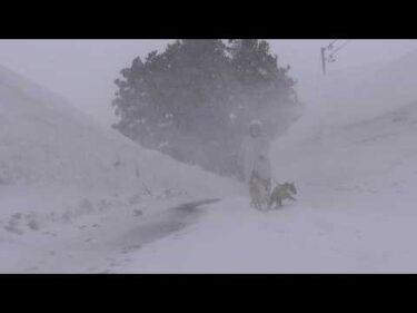 【青森】最近の散歩がサバイバルで、ヤバい。