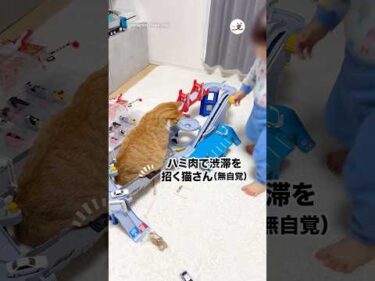 お腹の肉事故発生｜PECO