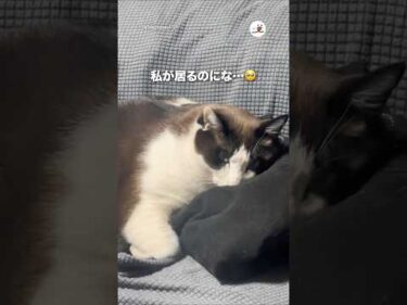 私が居るのにな..🥺｜PECO