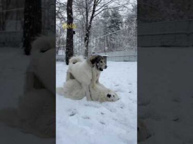 Belle Lily #greatpyrenees #todaysrunrun #グレートピレニーズ #今日のルンルン