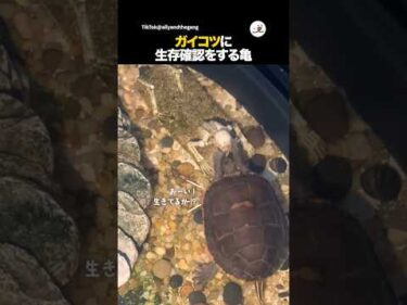 おーい、大丈夫かー！？｜PECO