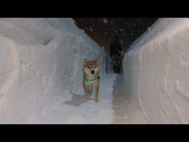 記録的大雪後、除雪が進んだ青森で柴犬と雪道を歩くと…