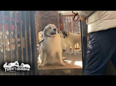 ベルとリリーに付き添われてシャンプーへ行ったアランです　Great Pyrenees　グレートピレニーズ