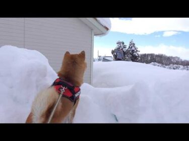 大雪の中、庭で待つママを見つけた瞬間の柴犬