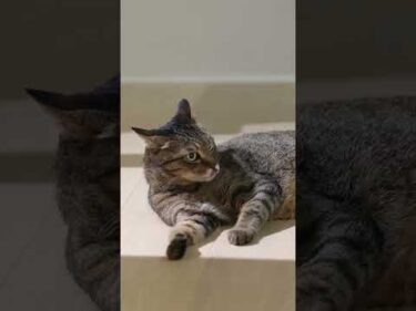 HEBEL HAUS｜ペットが幸せ、というしあわせ。