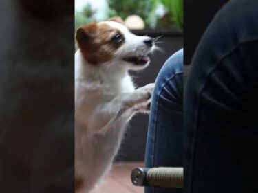 HEBEL HAUS｜ペットが幸せ、というしあわせ。