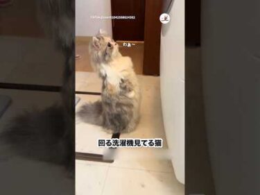 回ってる洗濯機を立って見る猫｜PECO