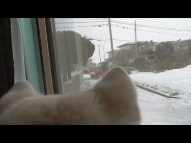 【秋田犬ゆうき】苦手な除雪車がやって来たけど比較的小型だったので頑張って耐え凌ぐ【akita dog】