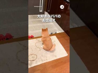 大好きなパパのお出迎え｜PECO